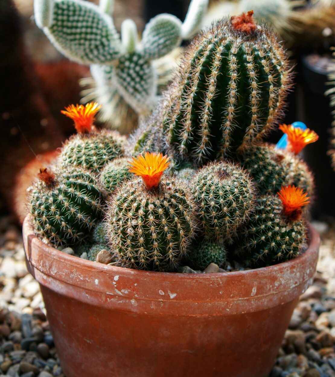 terracotta pot for cactus