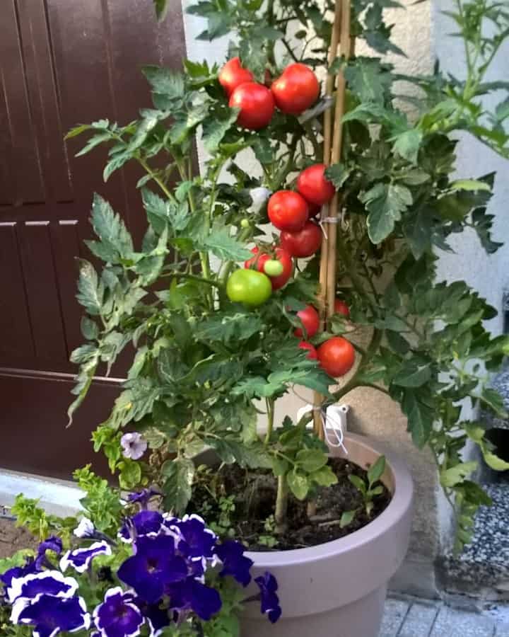 Top 14 Vegetables For A Tasty Flower Pot Vegetable Garden 6 tomatoes flower pot