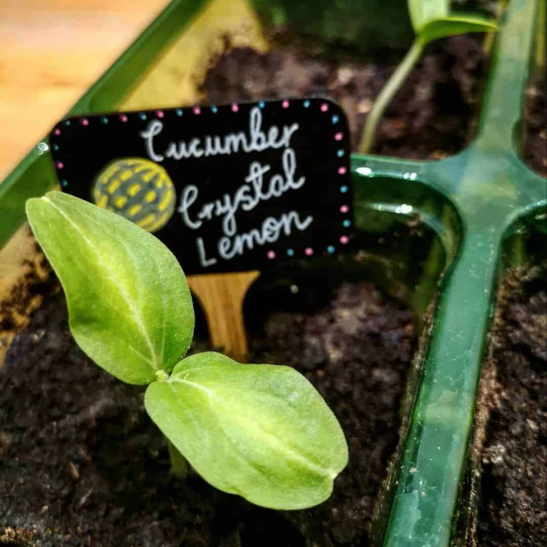 What to Do in the Garden in March 1 windowsill seedlings