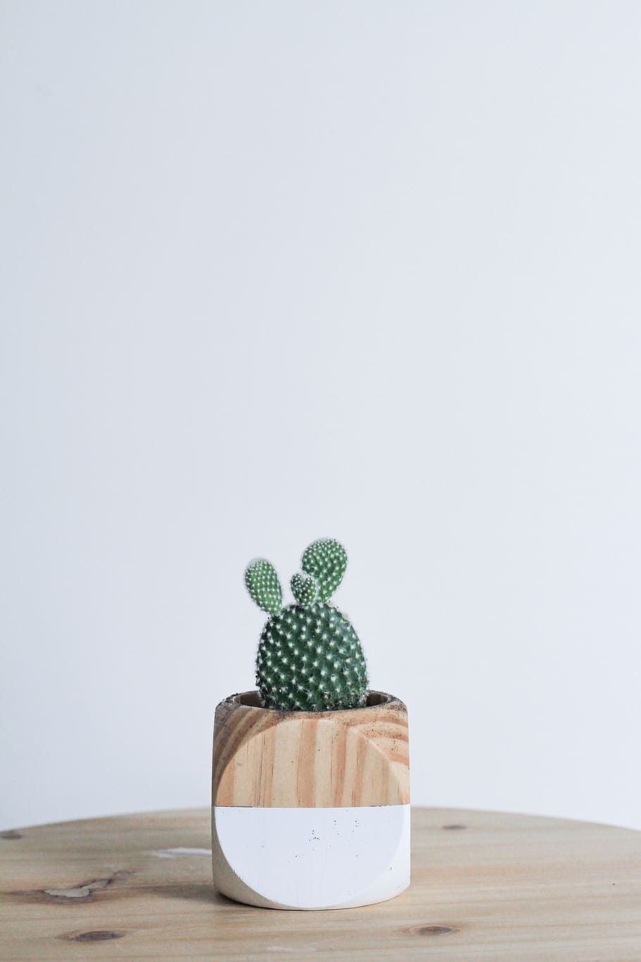 wooden pot for cactus