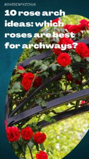 10 rose arch ideas which roses are best for archways-min