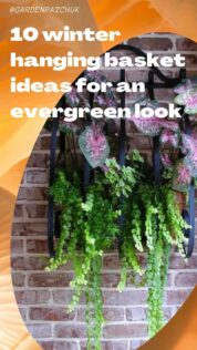 10 Winter Hanging Basket Ideas for an Evergreen Look 11 10 winter hanging basket ideas for an evergreen look-min
