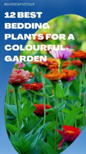 12 Best Bedding Plants for a Colourful Garden 13 12 BEST BEDDING PLANTS FOR A COLOURFUL GARDEN-min