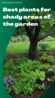 Best plants for shady areas of the garden-min