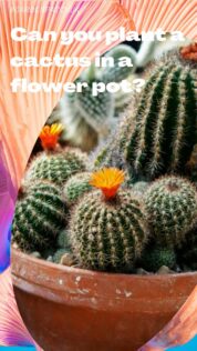 Can you plant a cactus in a flower pot-min