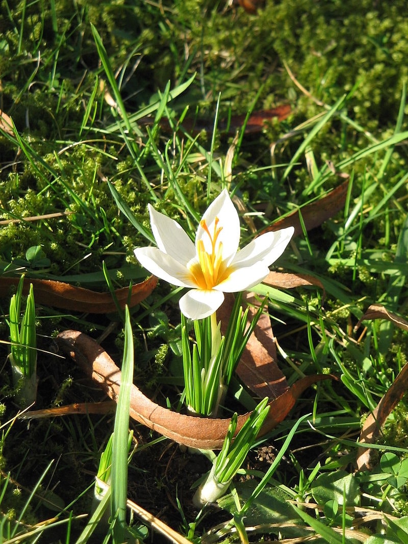 Crocus sieberi 'Bowles's White'