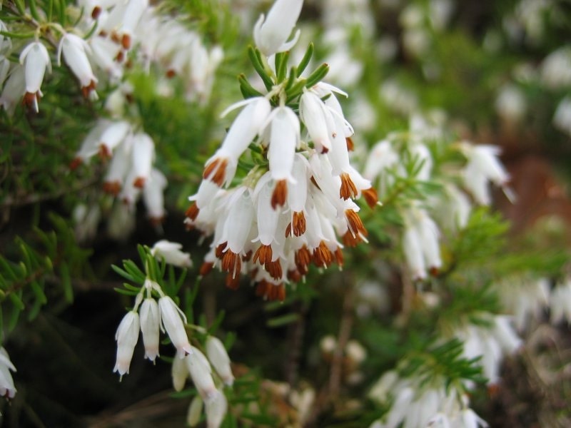 Erica carnea f. alba 'Winter Snow'