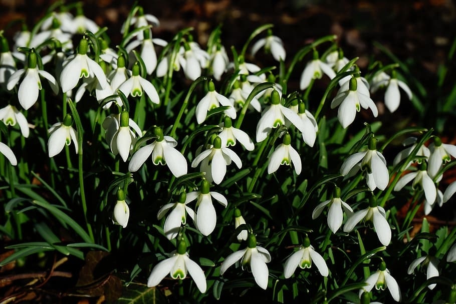 Galanthus 'Trumps'