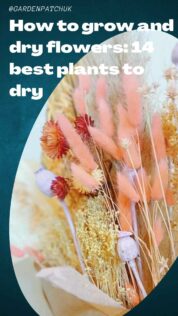 How to Grow and Dry Flowers: 14 Best Plants to Dry 18 How to grow and dry flowers 14 best plants to dry-min