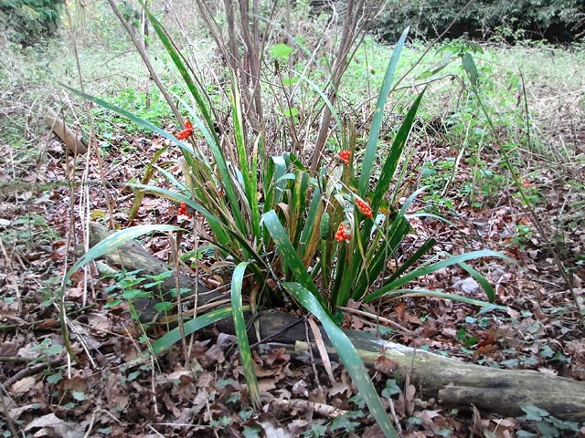 Iris foetidissima shade