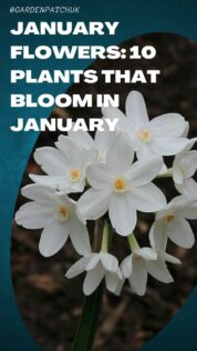JANUARY FLOWERS 10 PLANTS THAT BLOOM IN JANUARY-min