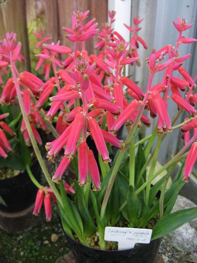 Lachenalia pendula - Bulb-bearing leopard lily