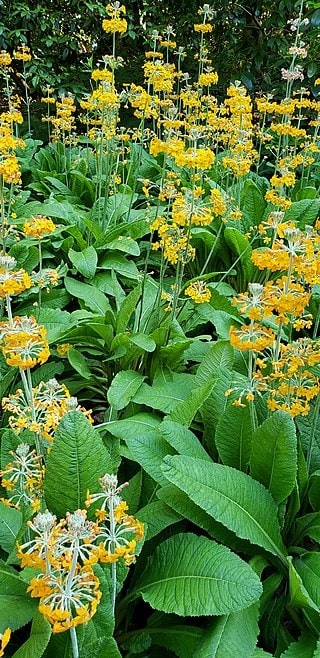 Primula smithiana