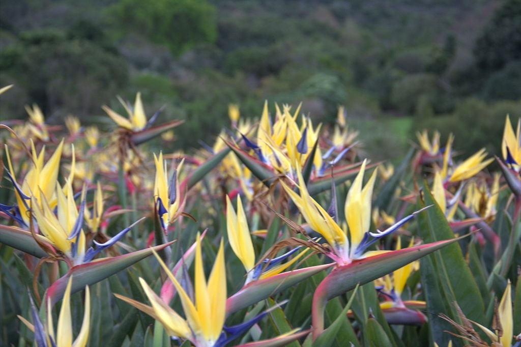 Strelitzia reginae 'Kirstenbosch Gold'
