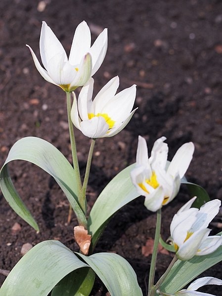 Tulipa biflora