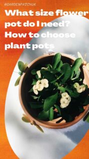 What size flower pot do I need How to choose plant pots-min