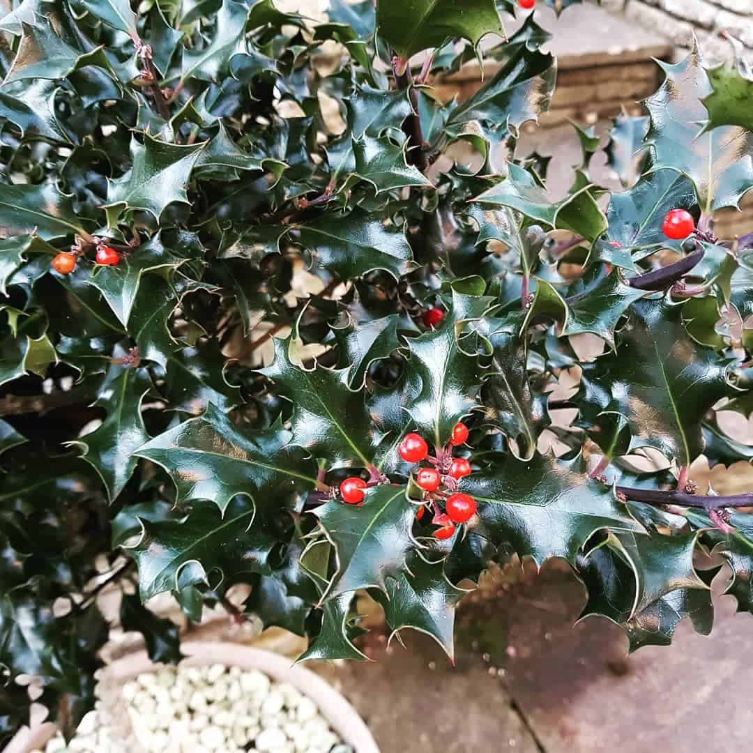 add evergreen shrubs and trees