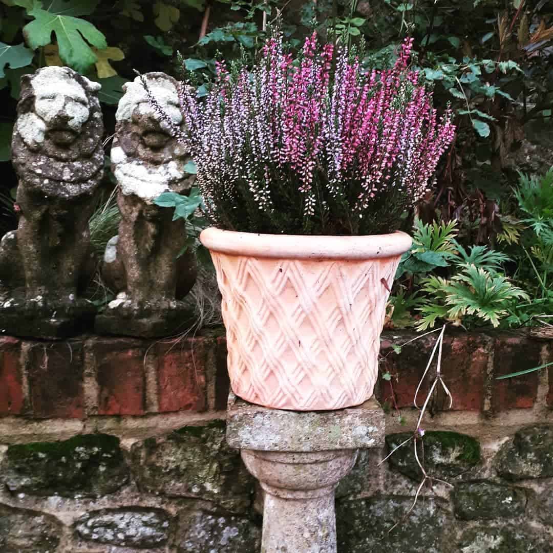 adding colour to winter garden