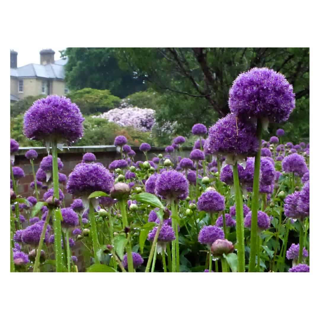 alliums spring flowering bulb