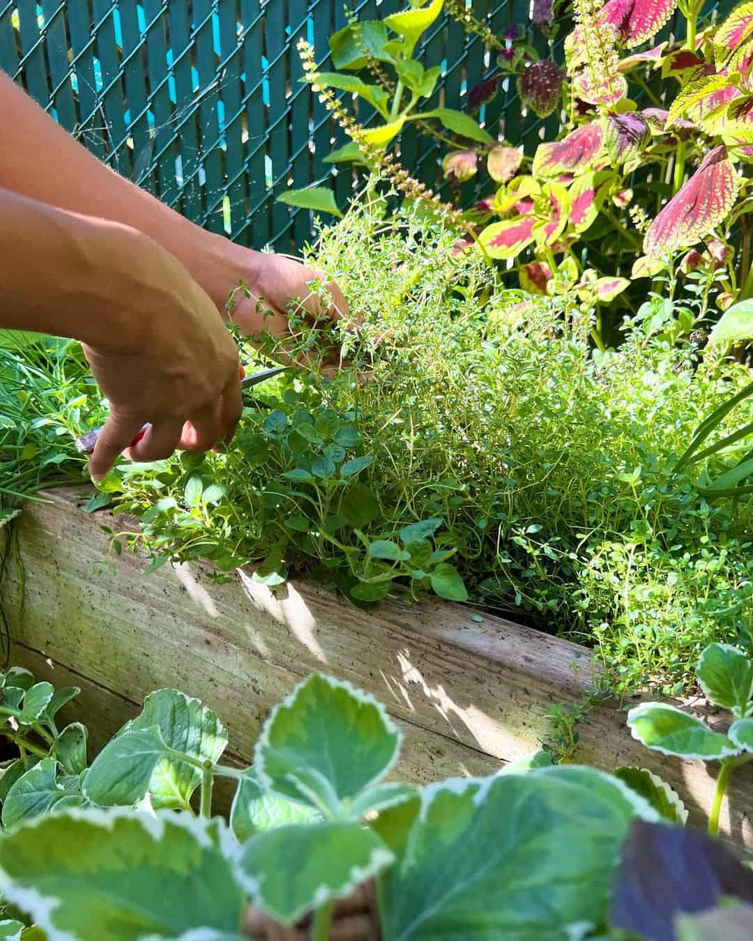 What to Do in the Garden in April: 14 Gardening Jobs 13 april herb garden