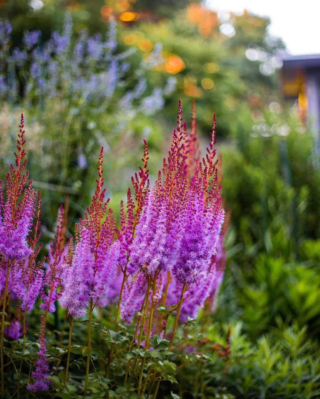 How to Grow and Dry Flowers: 14 Best Plants to Dry 2 astilbe - false goat's beard