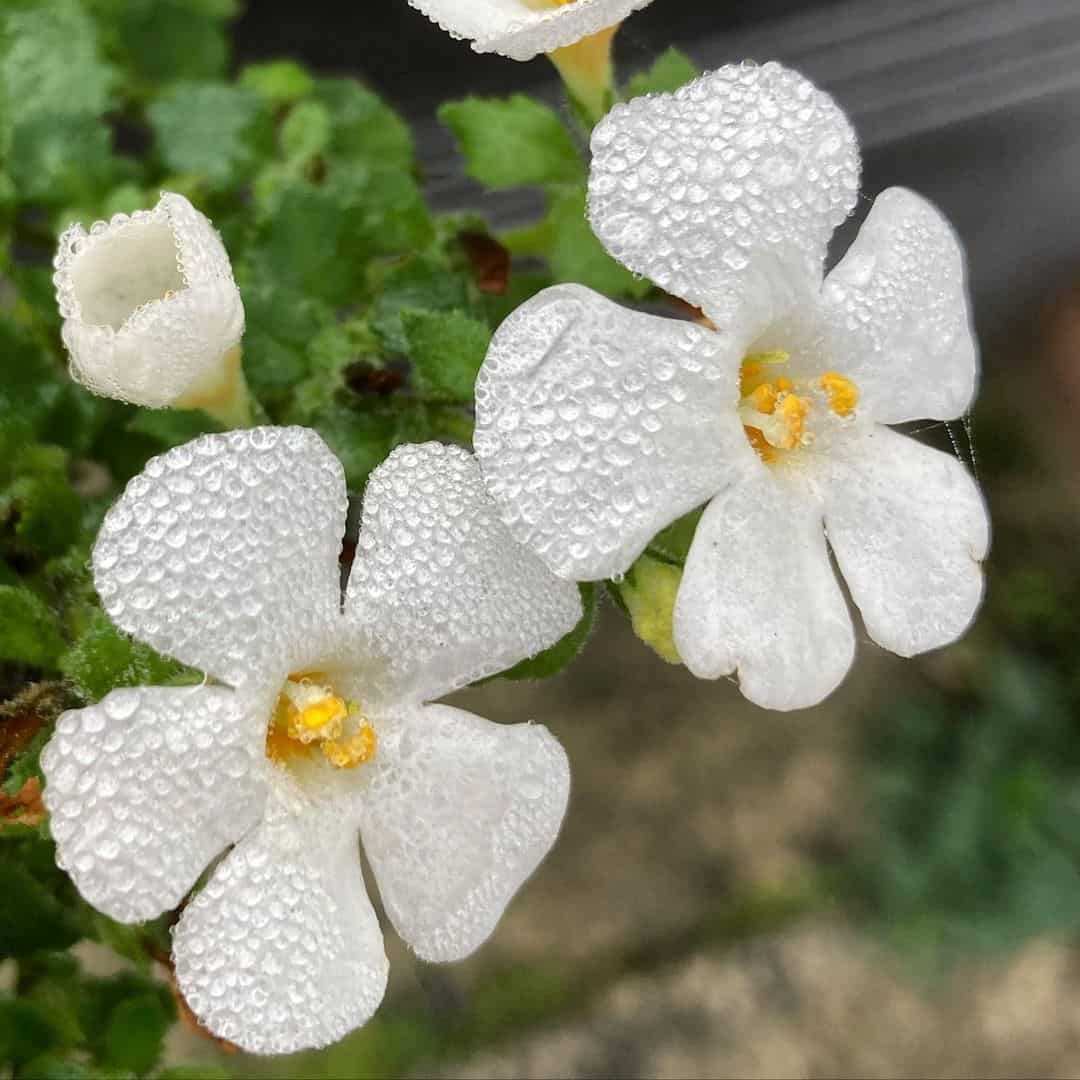 12 Best Bedding Plants for a Colourful Garden 8 bacopas bedding plant