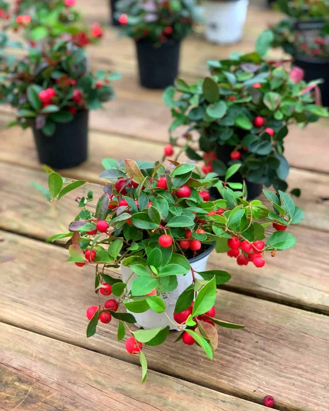 10 Winter Hanging Basket Ideas for an Evergreen Look 6 berry interesting basket