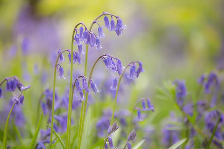 bluebells spring flowering bulb