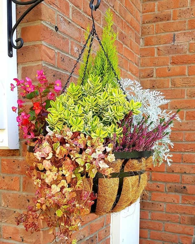 10 Winter Hanging Basket Ideas for an Evergreen Look 4 bright foliage basket
