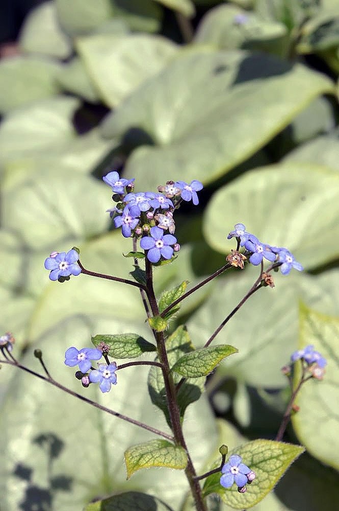 brunnera macrophylla 'looking glass'