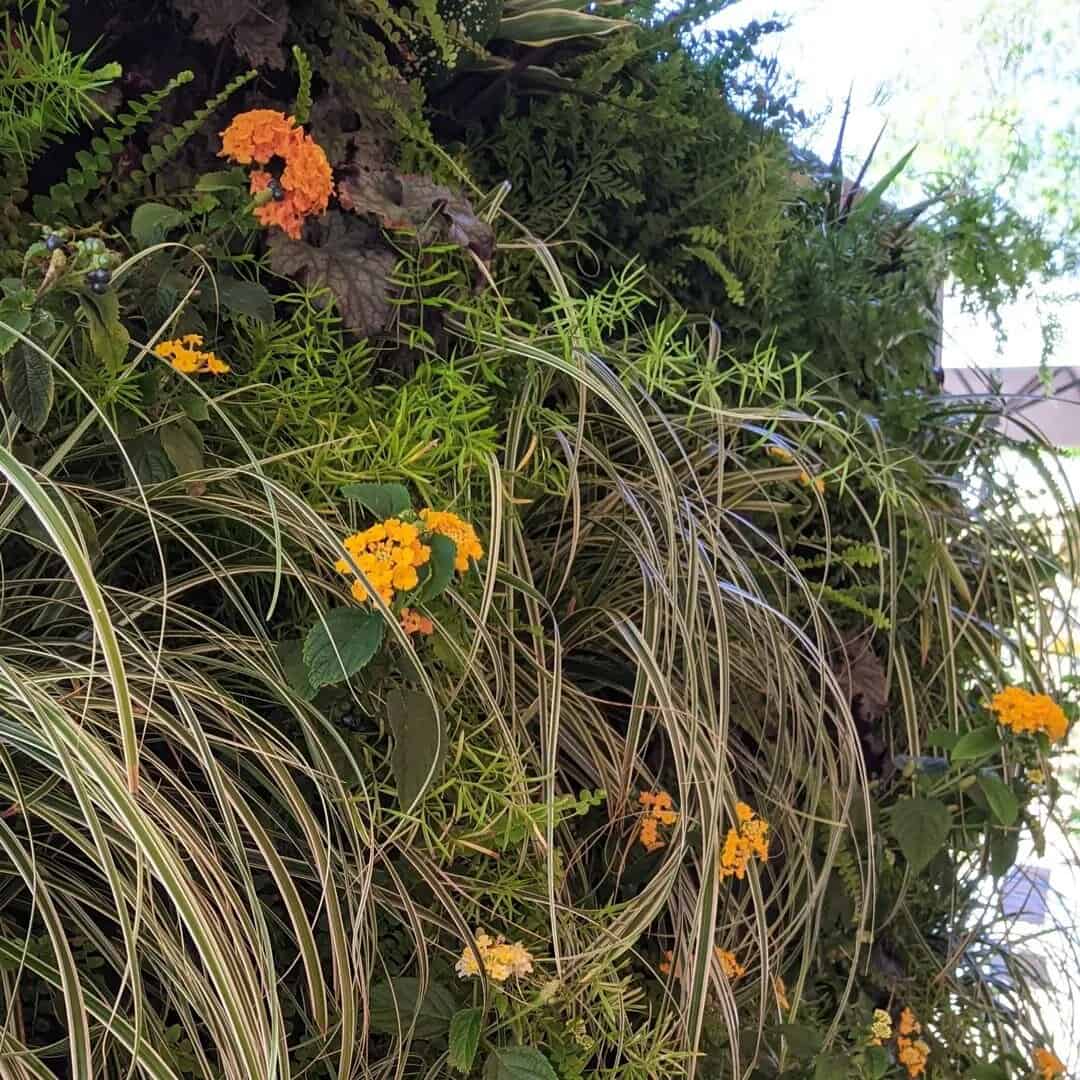 build a plant wall for a dull winter garden