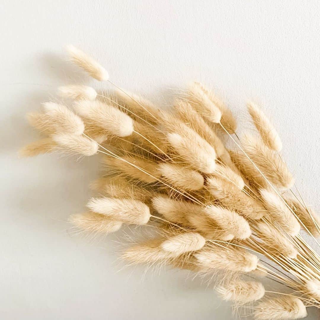 How to Grow and Dry Flowers: 14 Best Plants to Dry 3 bunny tail grass