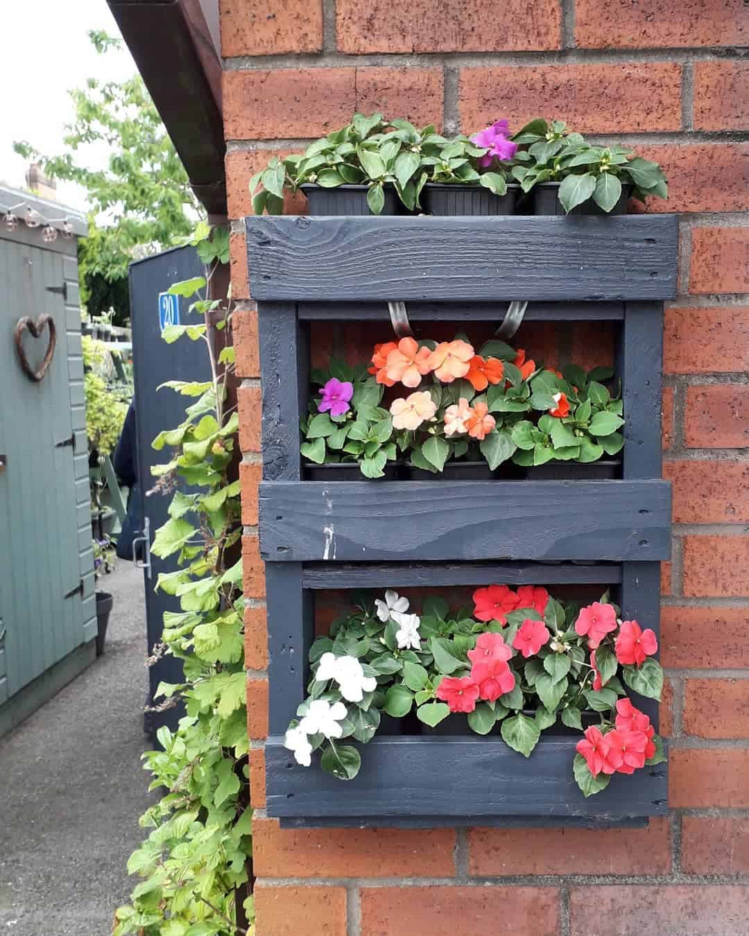 12 Best Bedding Plants for a Colourful Garden 11 busy lizzies bedding plant