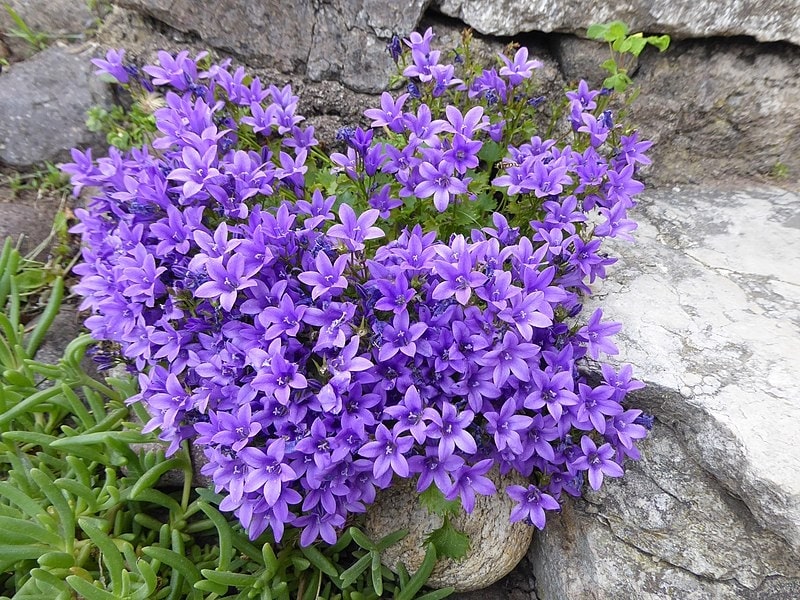 campanula portenschlagiana