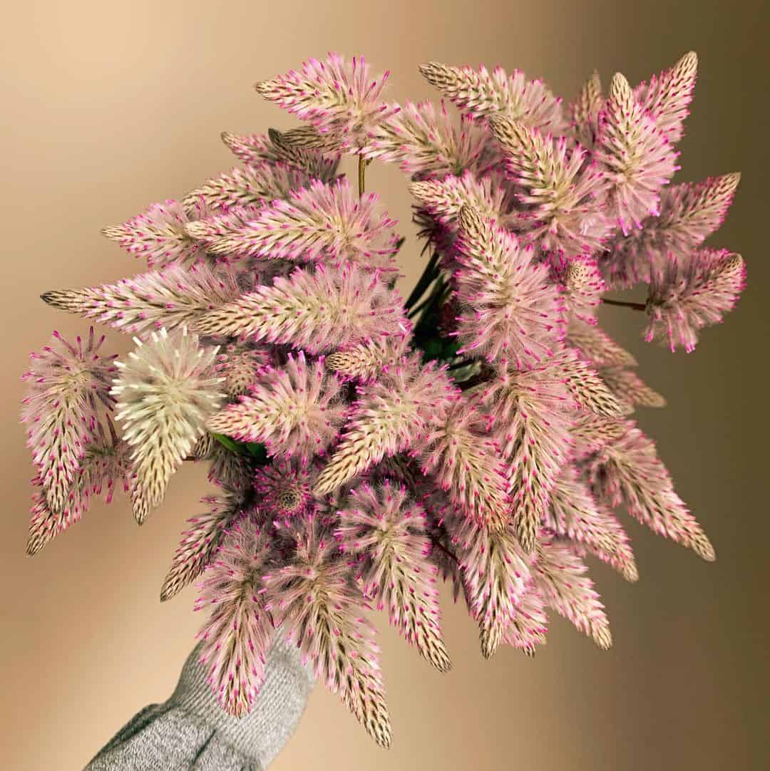 How to Grow and Dry Flowers: 14 Best Plants to Dry 4 celosia