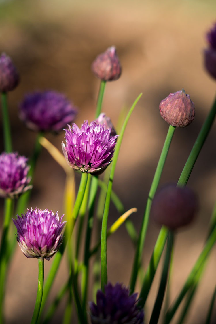 chives, spring onions and garlic