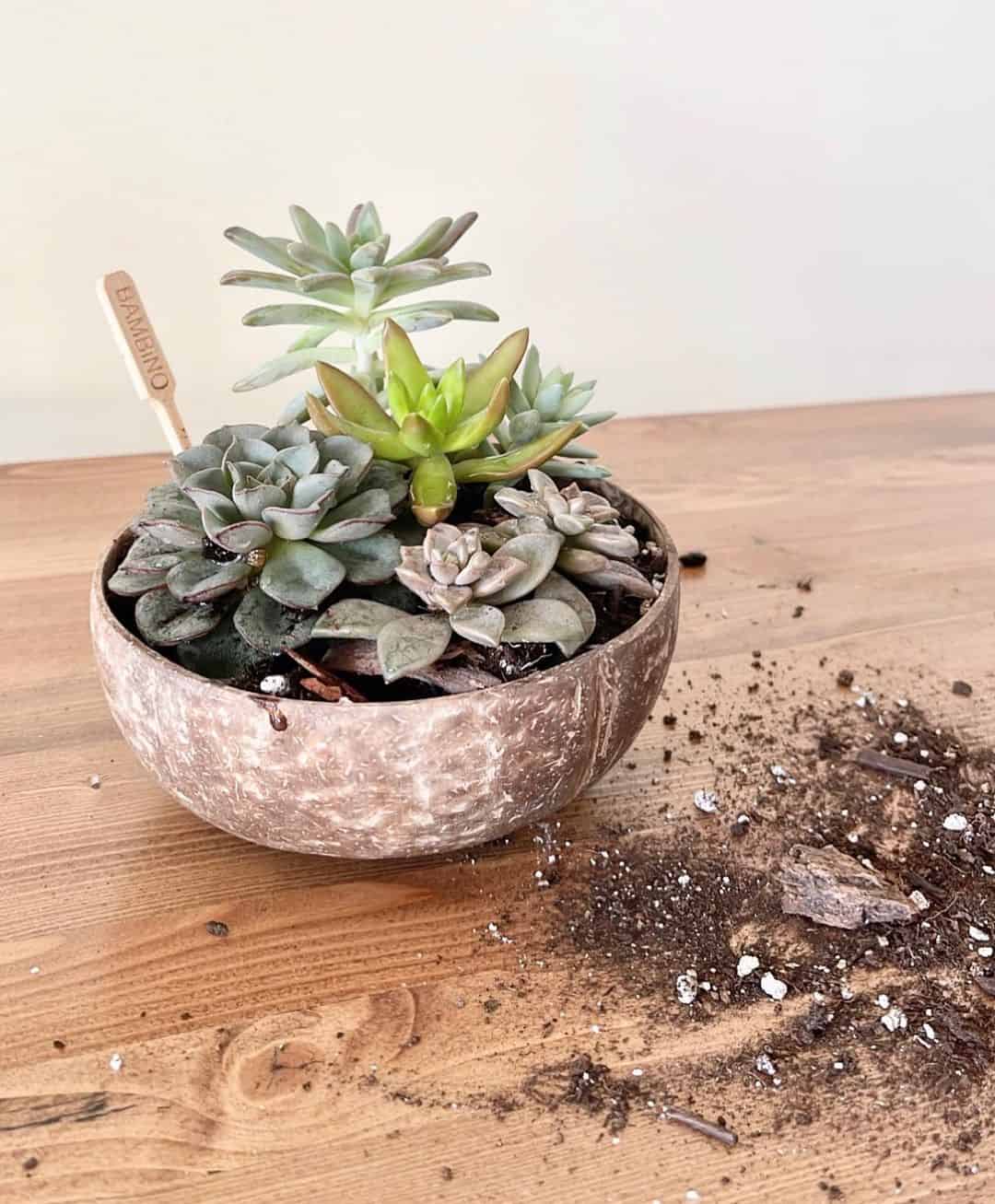 17 DIY Flower pot Ideas 11 coconut shells diy flower pot