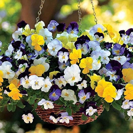 10 Winter Hanging Basket Ideas for an Evergreen Look 1 colourful viola and pansy pots