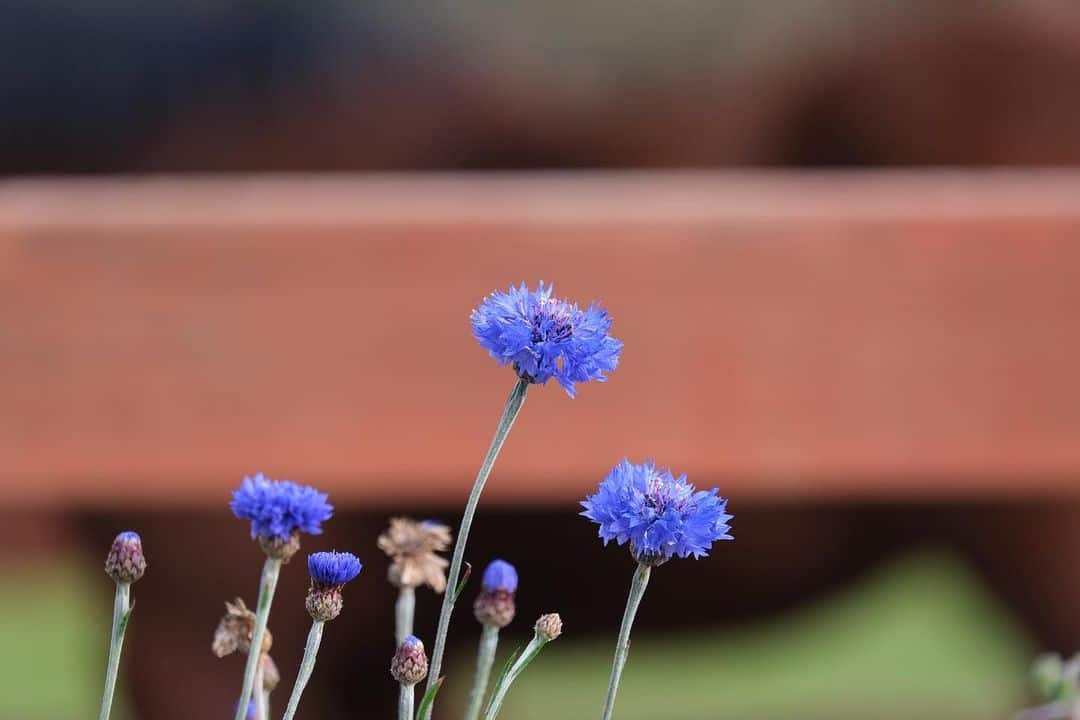 How to Grow and Dry Flowers: 14 Best Plants to Dry 5 cornflowers