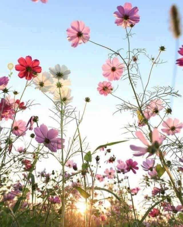 12 Best Bedding Plants for a Colourful Garden 10 cosmos bedding plant