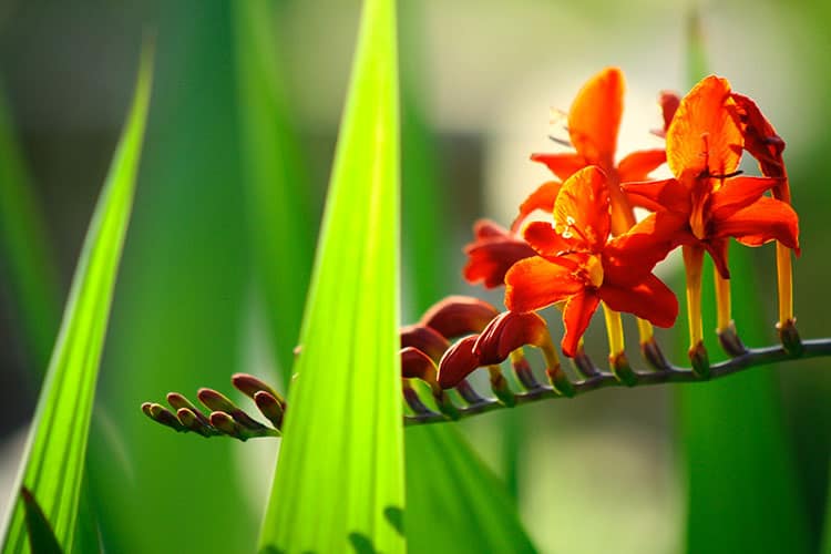 crocosmia autumn flowering bulb