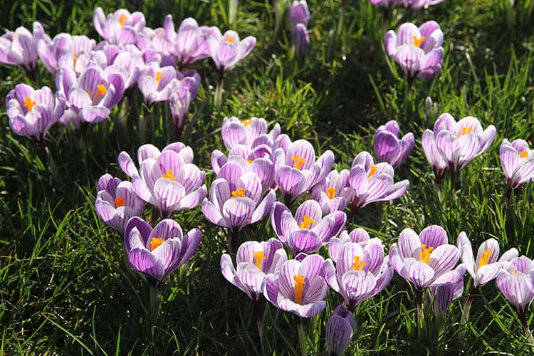 crocuses winter flowering bulb
