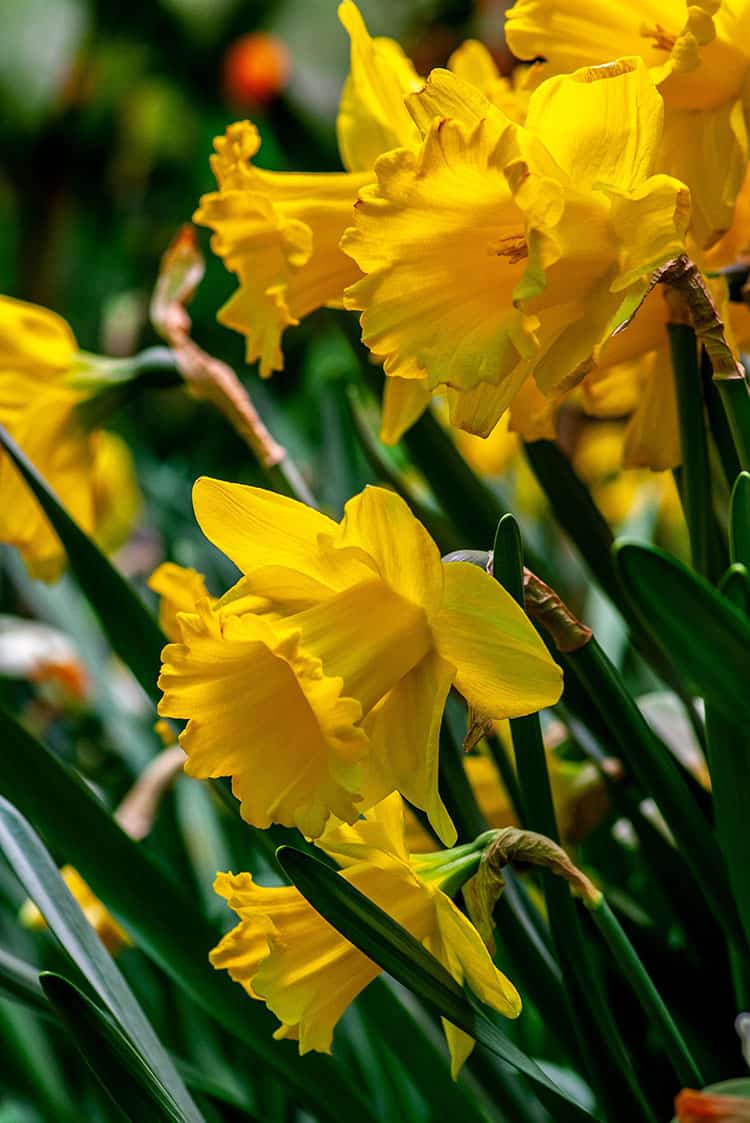 daffodils spring flowering bulb