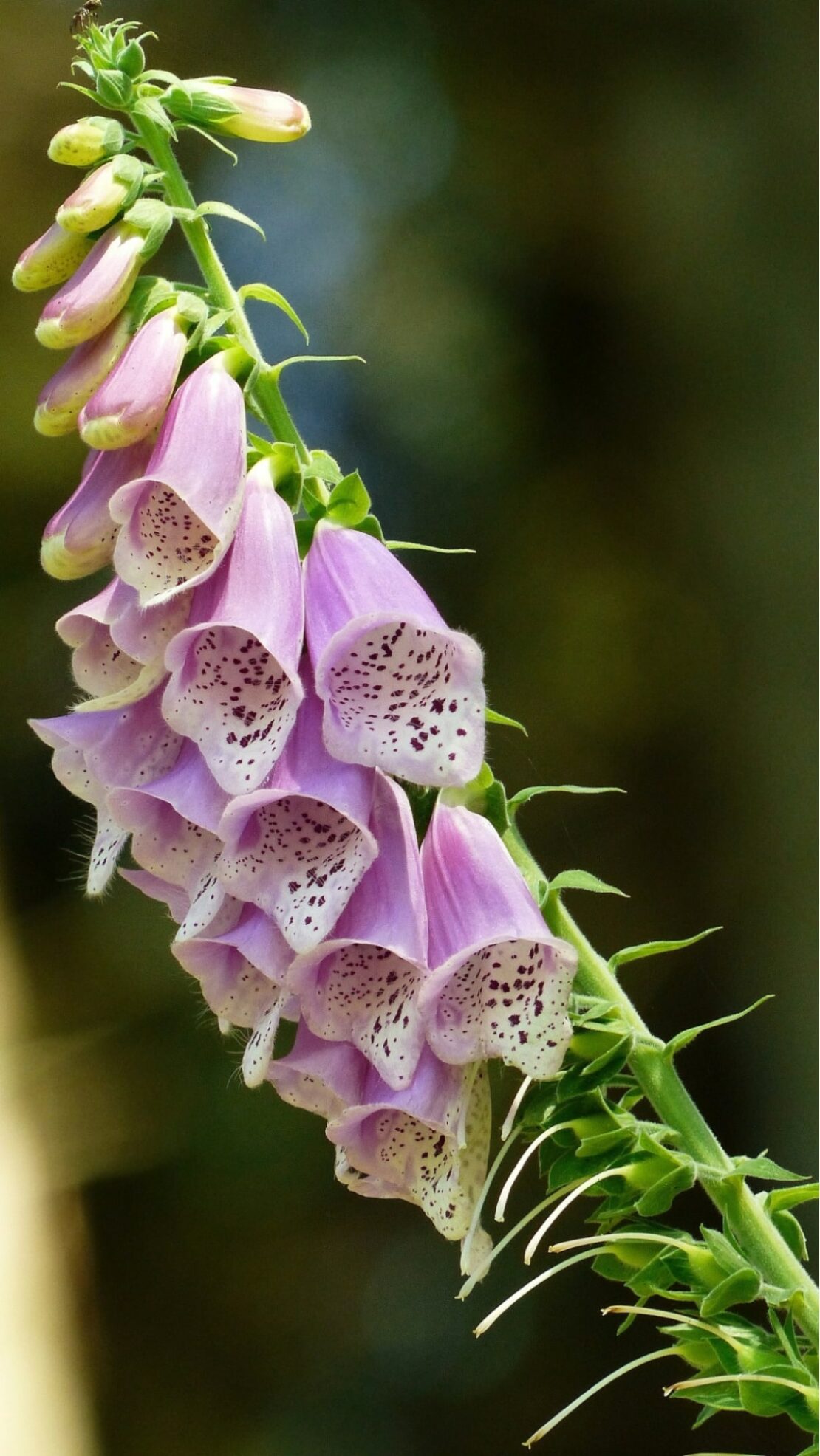 digitalis purpurea 'Serendipity'