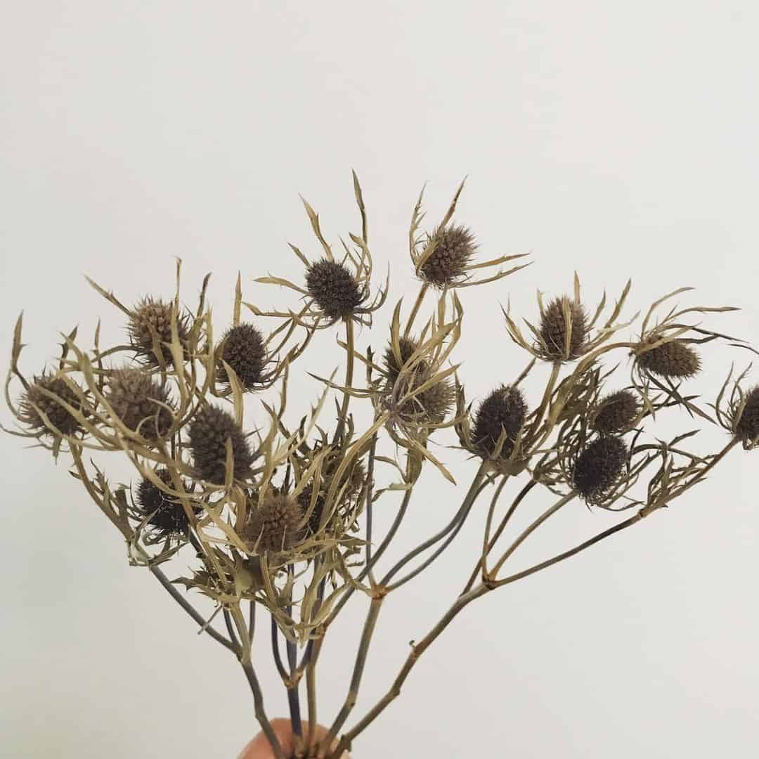 How to Grow and Dry Flowers: 14 Best Plants to Dry 13 dry sea holly
