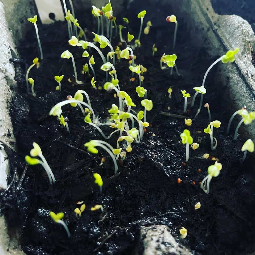 17 DIY Flower pot Ideas 3 egg boxes diy flower pot