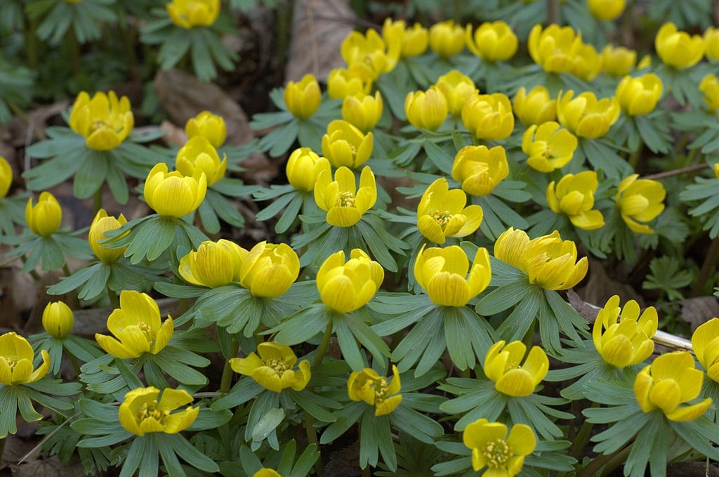 eranthis hyemalis