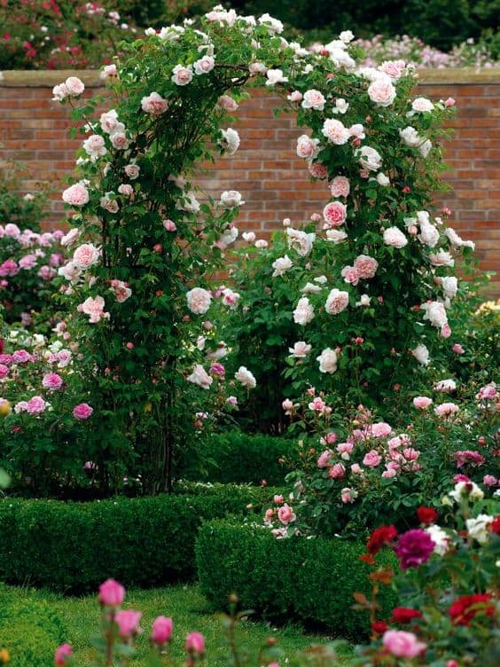 fragrant rose climbers