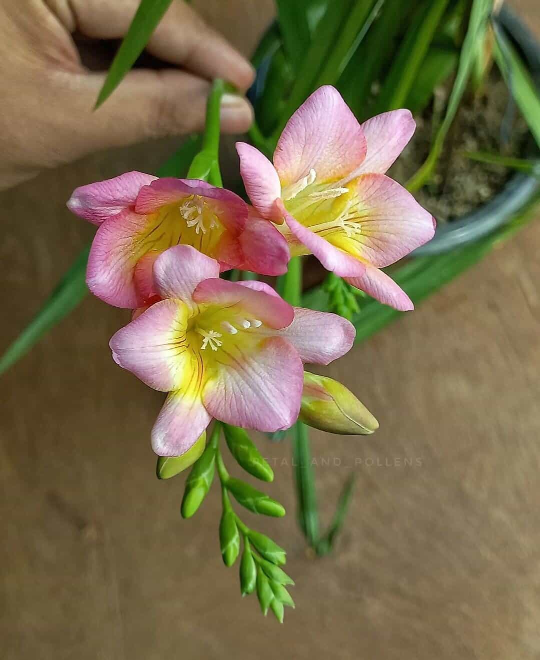 freesias summer flowering bulb