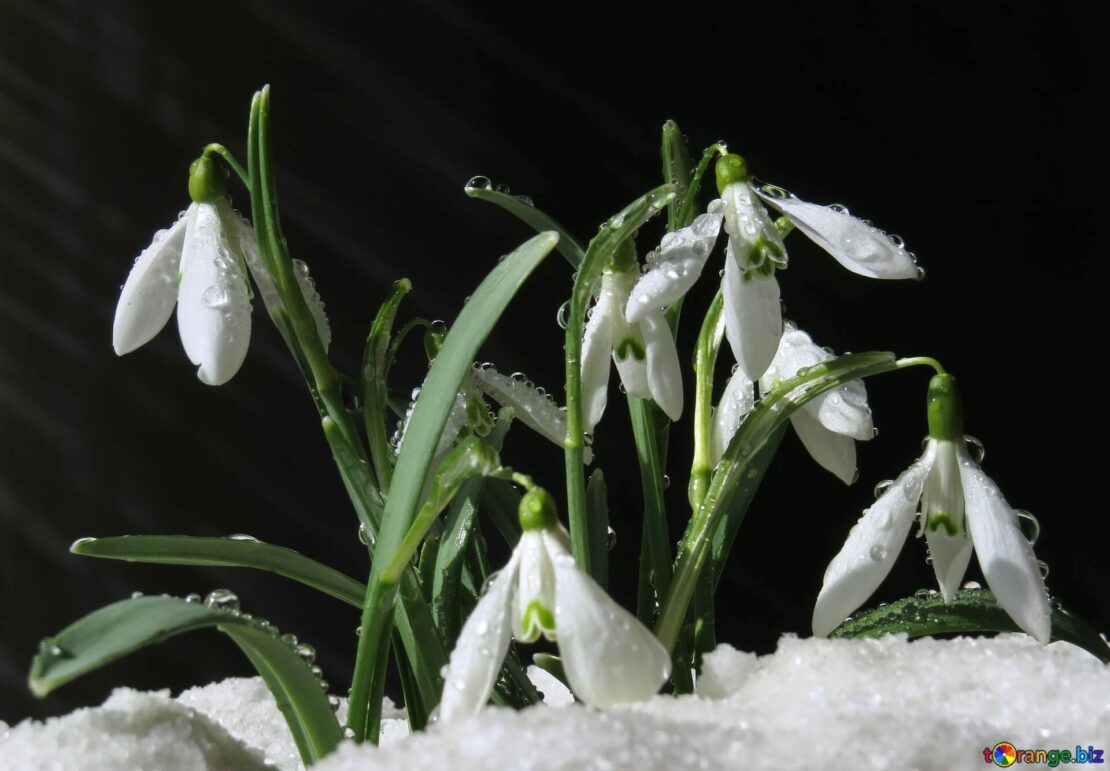 galanthus nivalis